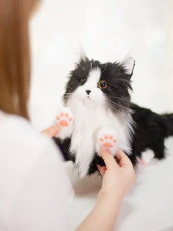 고양이 신경안정 약 영양제 음악_9