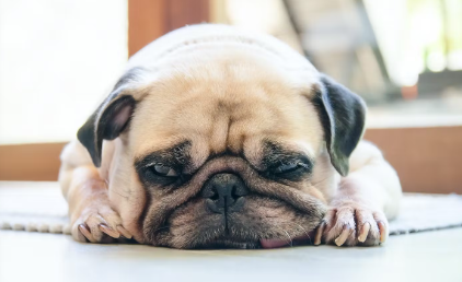 개의 탈모가 심할 때 생길 수 있는 질병 귀털만 빠지는 경우.