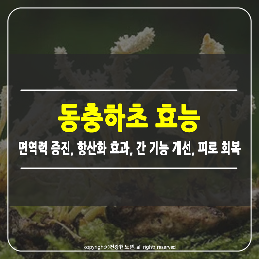 동충하초 효능 썸네일