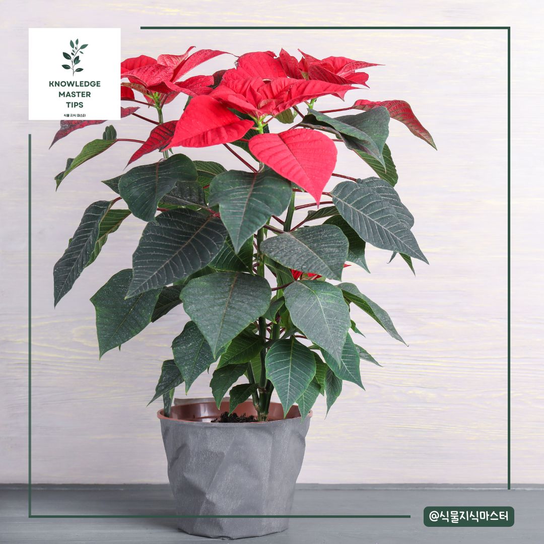 어떤 화분에 어떤 흙을 사용해야 할까?