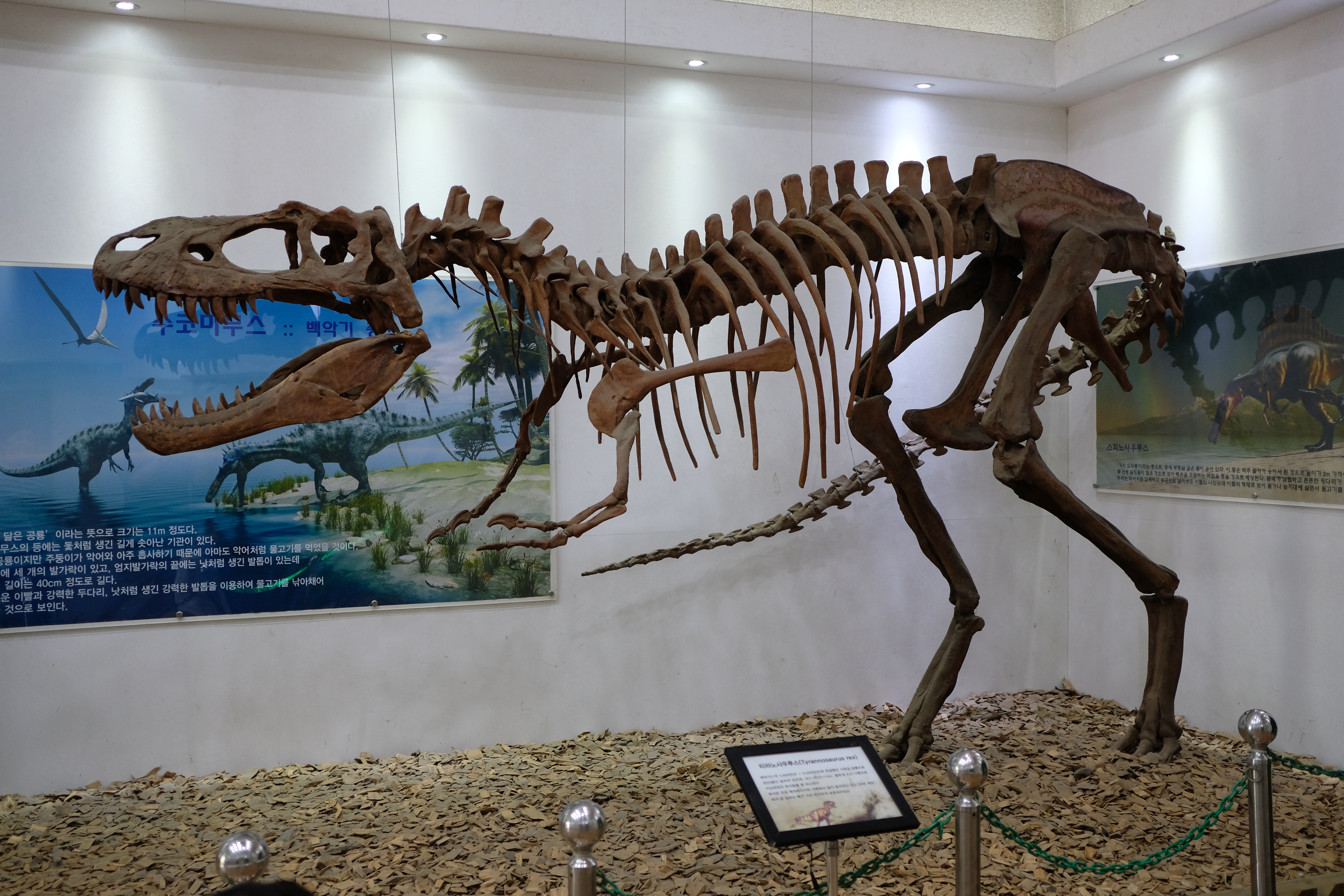 덕평공룡수목원 티라노사우르스 뼈화석