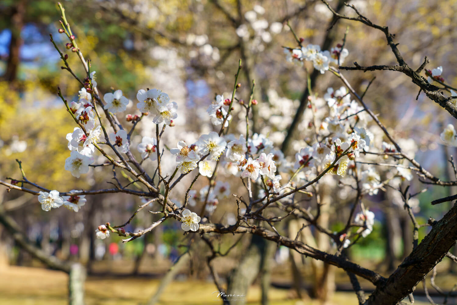 중앙공원 애견운동장