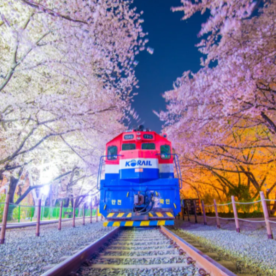 2023 진해군항제 및 벚꽃개화시기