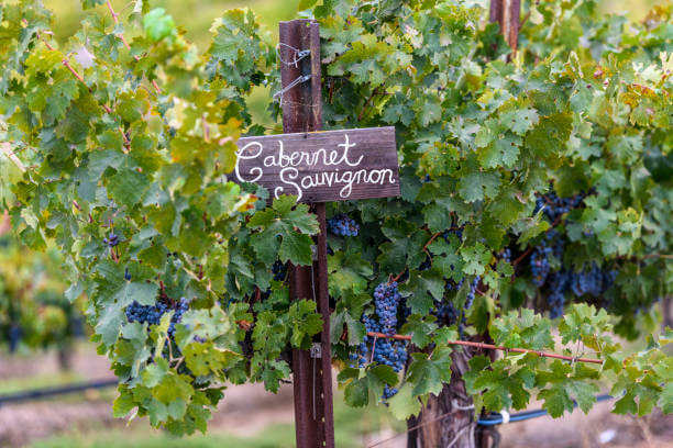 ์ฑ๋ ์คํ
์ดํฌ & ์นด๋ฒ ๋ฅด๋ค ์๋น๋ฝ(Cabernet Sauvignon) ์์ธ ํ์ด๋ง๏ฝ์ก์ฆ๊ณผ ํ๋, ๊ฒ์ ๊ณผ์ผ์ ํด๋์ํ ํ๋ชจ๋