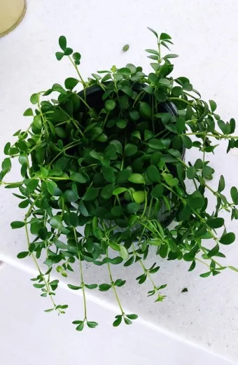 페페로미아 키우기 물주기 분갈이 빛관리 작고 예쁜 실내식물_15