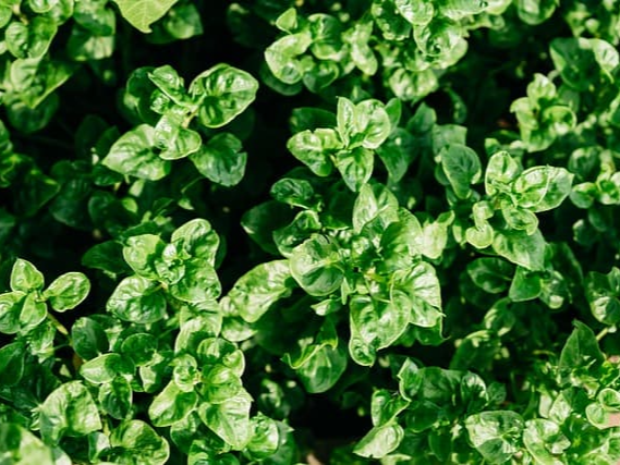 바질 씨드의 식전 효과