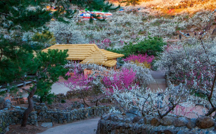 광양 매화마을 (딱따구리 네이버 블로그 제공)