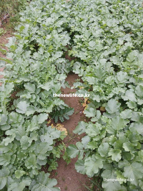 기관지 건강을 돕는 유황 화합물이 풍부한 무가 밭에서 자라나는 실사진