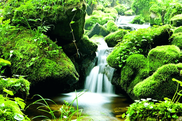 산 속에서 하얀 시냇물이 쏟아져 흘러내리고 있다. 물 양 옆에는 연두색 풀들과 연두색 이끼가 가득한 바위가 있다.