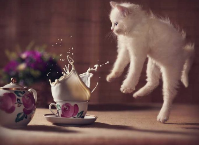 고양이가 놀라는 이미지