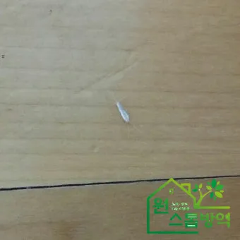 좀벌레 생기는 원인과 퇴치법 하얀벌레 제거 방법_20