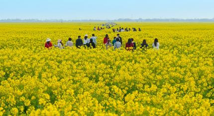 창녕 유채꽃 축제 라디엔티어링