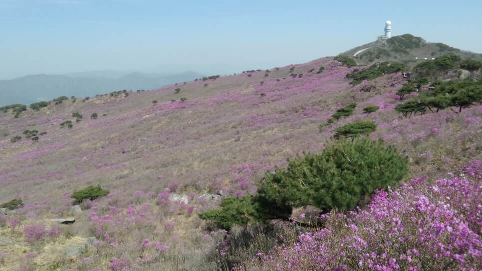 100대 명산 등산하기 서른세번째 대구 비슬산 봄철 참꽃군락지 여행객이 반드시 찾는 최고의 절정 풍경
