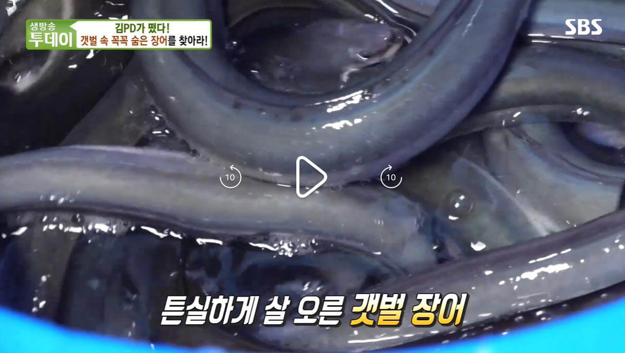 생방송투데이 살맛나는오늘 김피디가 떴다 갯벌 장어