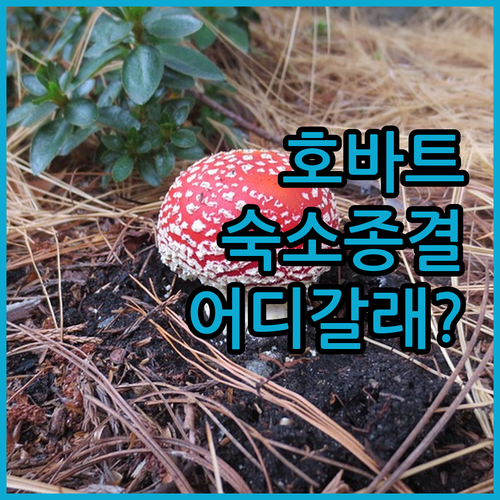혼자 가도 완벽한 에어원 캡슐 호텔부..