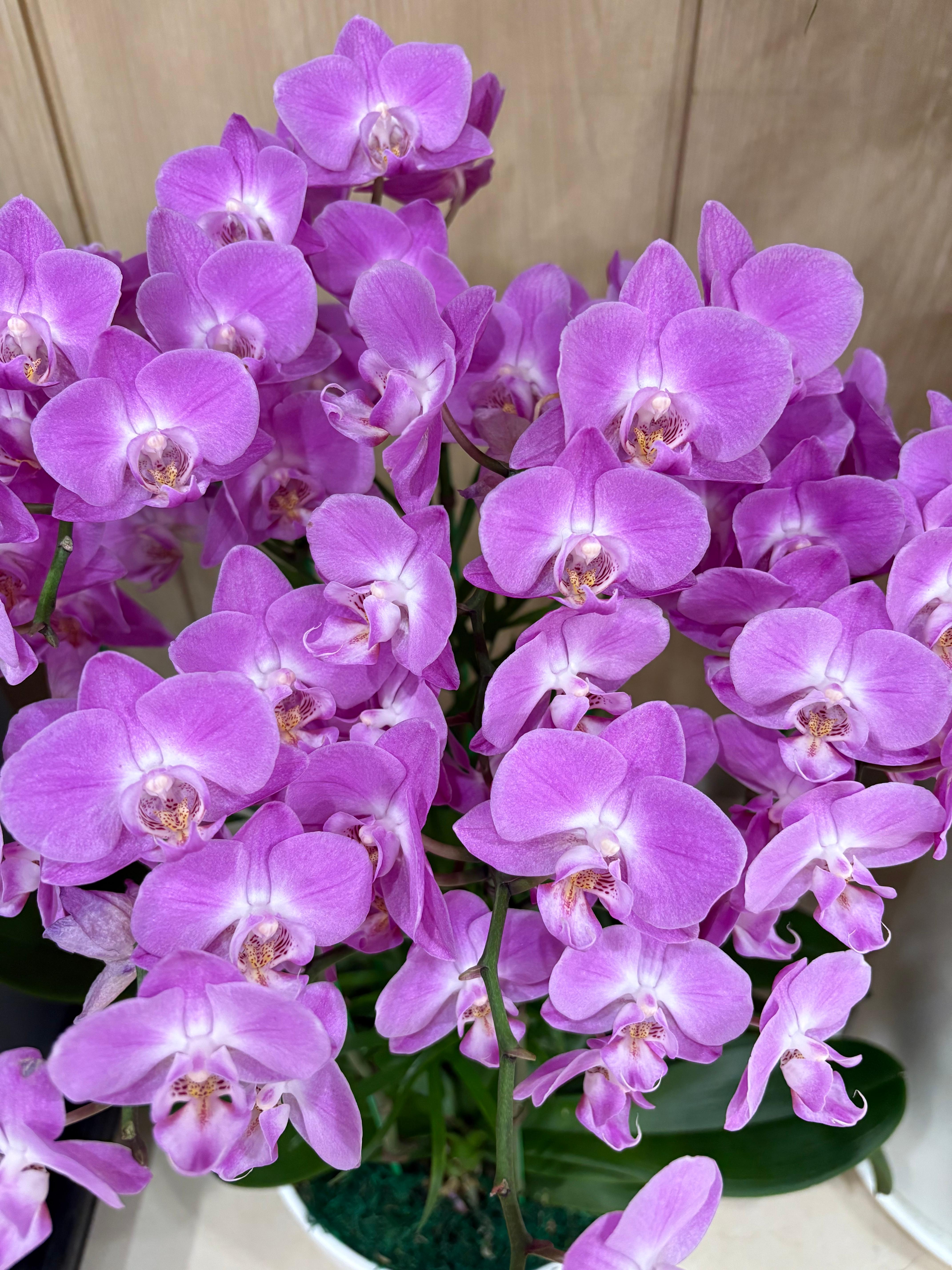 호접난-가지치기