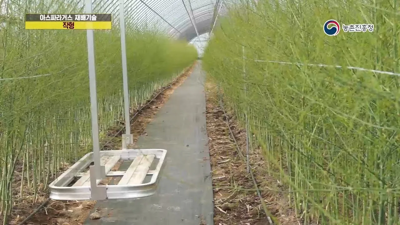 아스파라거스 재배 이식 시기 순 수확 내한성 관리_1