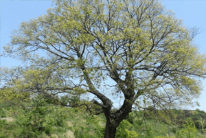 회화나무열매효능5