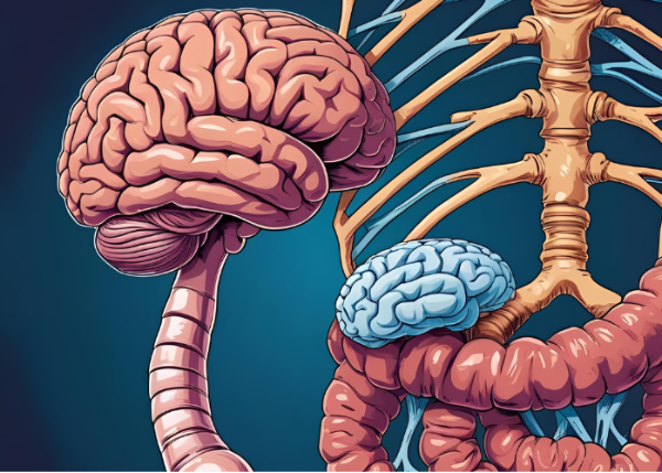 대장질환과 감정 스트레스의 관계(스트레스, 자율신경, 장뇌축)의 이미지