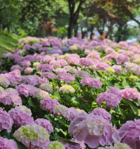 화명생태공원 수국