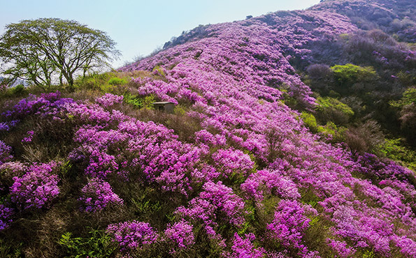 여수 영취산 진달래축제 모습사진