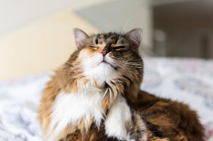 턱을 긁는 고양이