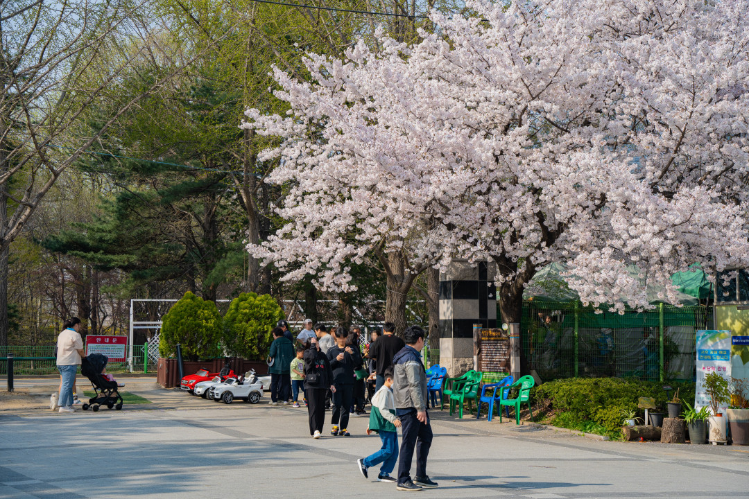 수원 서호공원 벚꽃