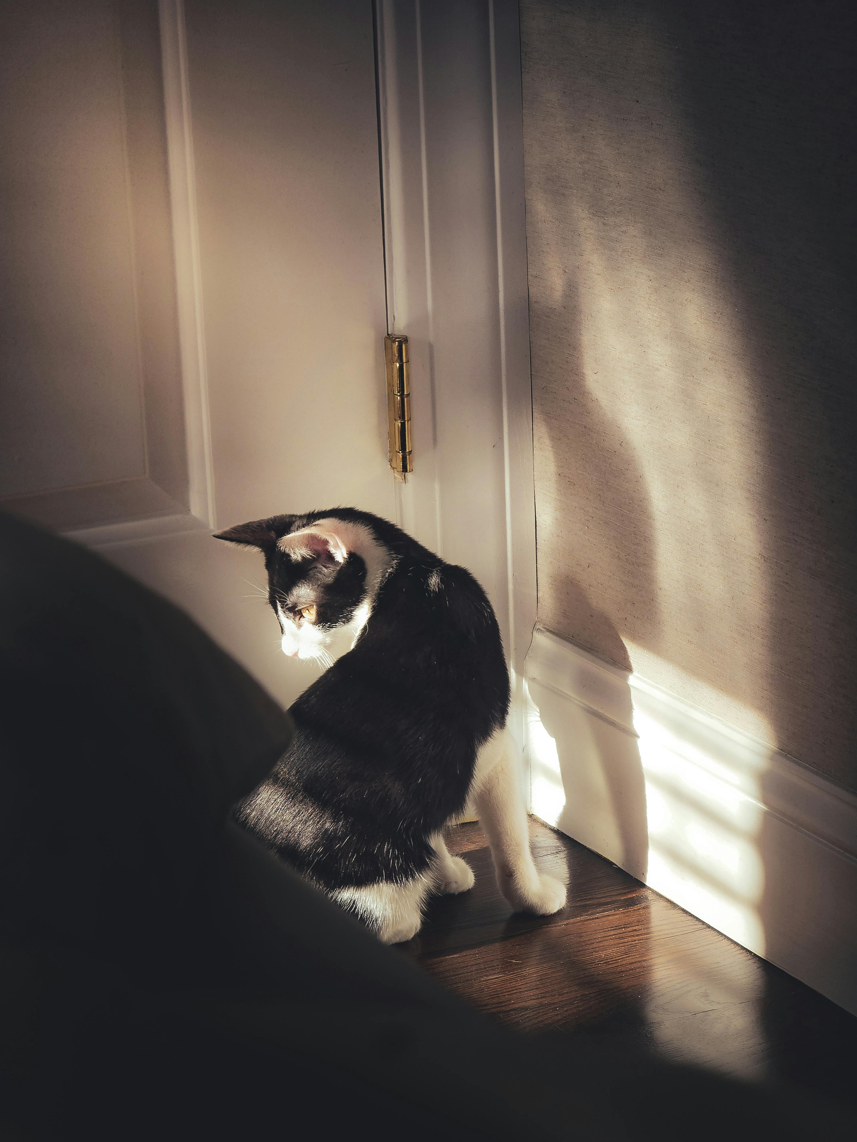 반려동물이 예측 스트레스를 줄이는 외출 루틴 완충 프로그램 10단계: 불안 최소화를 위한 보호자 행동 가이드