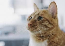 고양이 귀청소