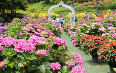 수도권 수국명소 추천 7곳&amp;#44; 도심 속에서 만나는 수국의 향연