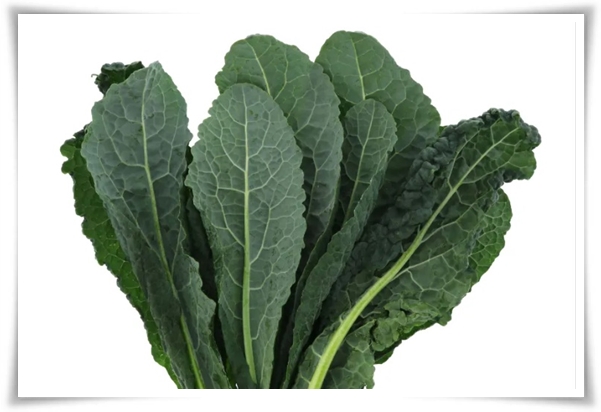 "텃밭, 4월에 심기 좋은 작물" 상추 시금치 열무 쑥갓 케일 루꼴라 당근 비트 무 감자 완두콩 땅콩 녹두 ...