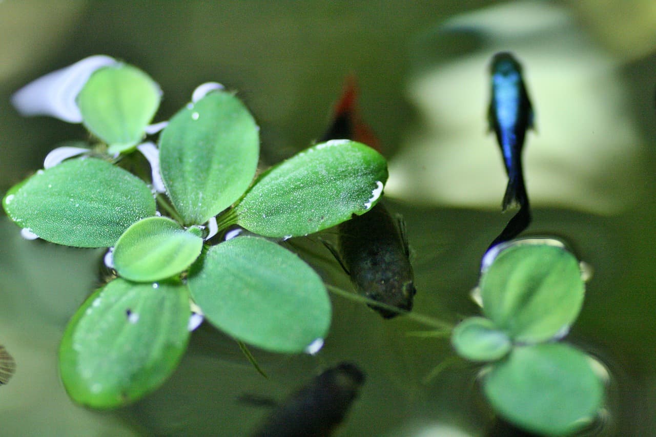 집에서 설치 가능한 미니 아쿠아포닉스 시스템 소개