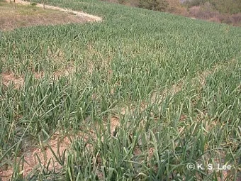 6월에 심는 밭작물 채소_11