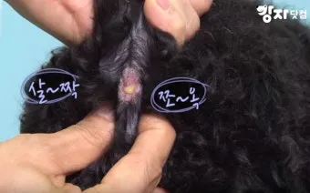 강아지 항문낭 안전하게 짜는 방법과 관리 요령_14