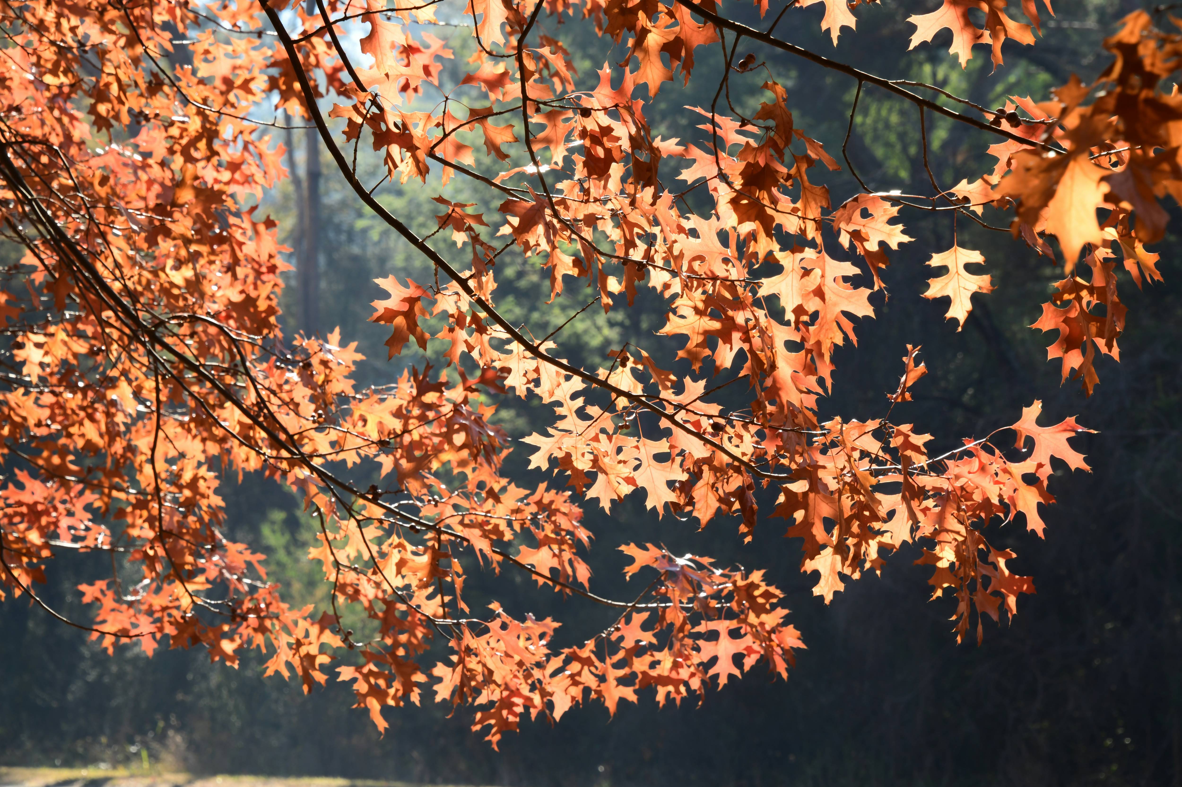 화담숲 단풍시기부터 주차&middot;숙소&middot;맛집까지｜가을여행 필수정보 총정리!