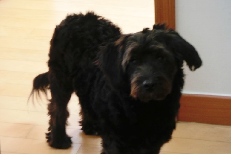 강아지 사료 추천 로얄캐닌 미니 퍼피