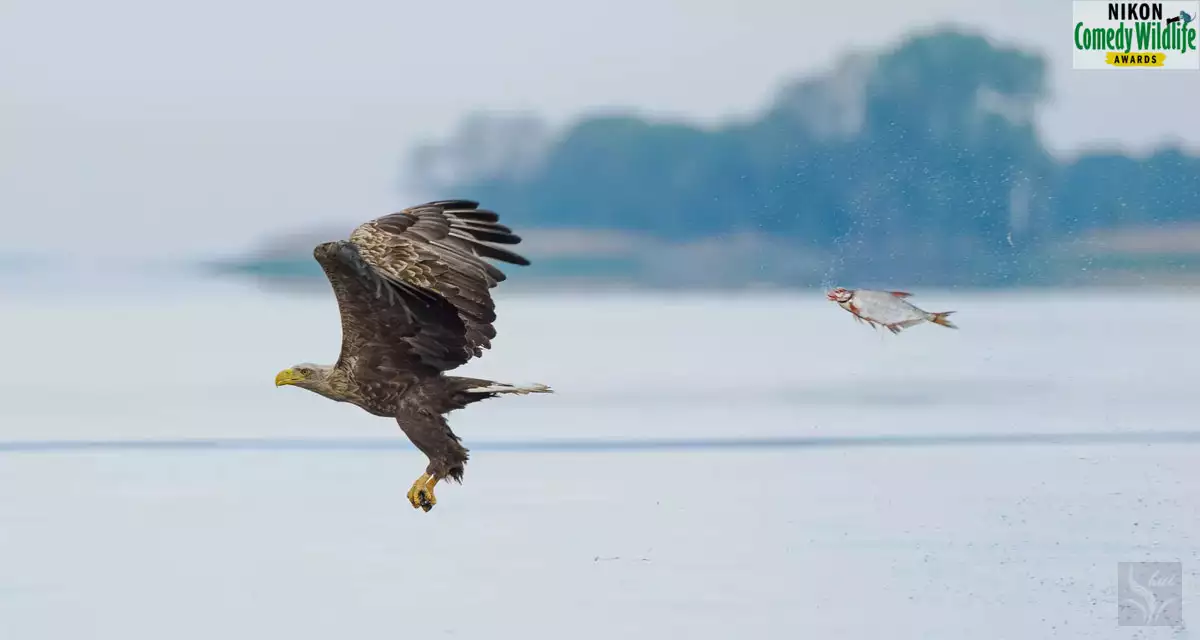 물고기 및 기타 수생종상