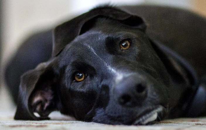 강아지 소화불량 증상 5가지