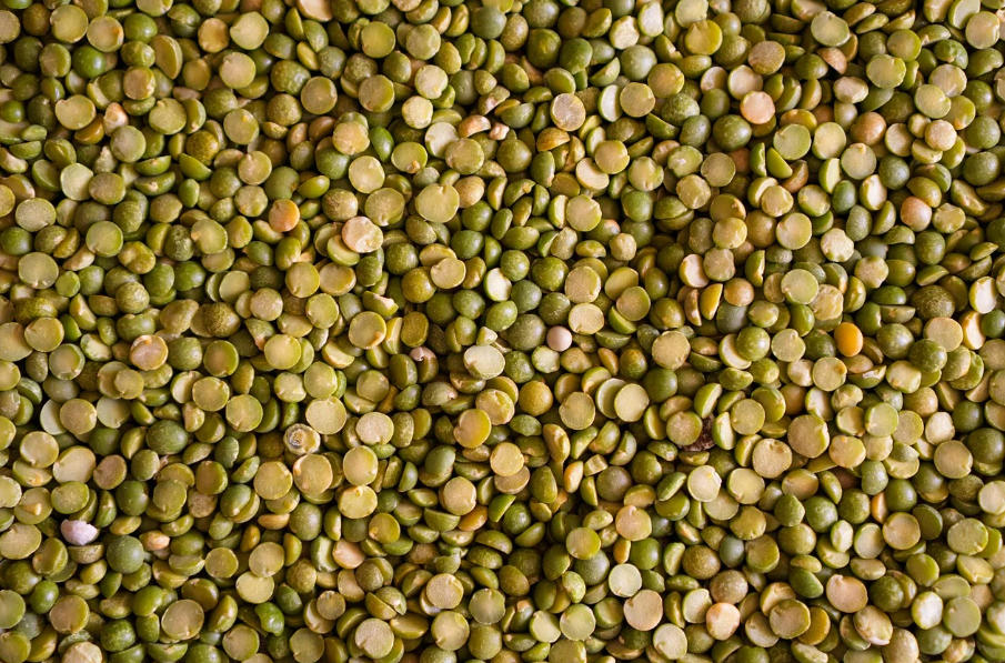 렌틸콩 사진