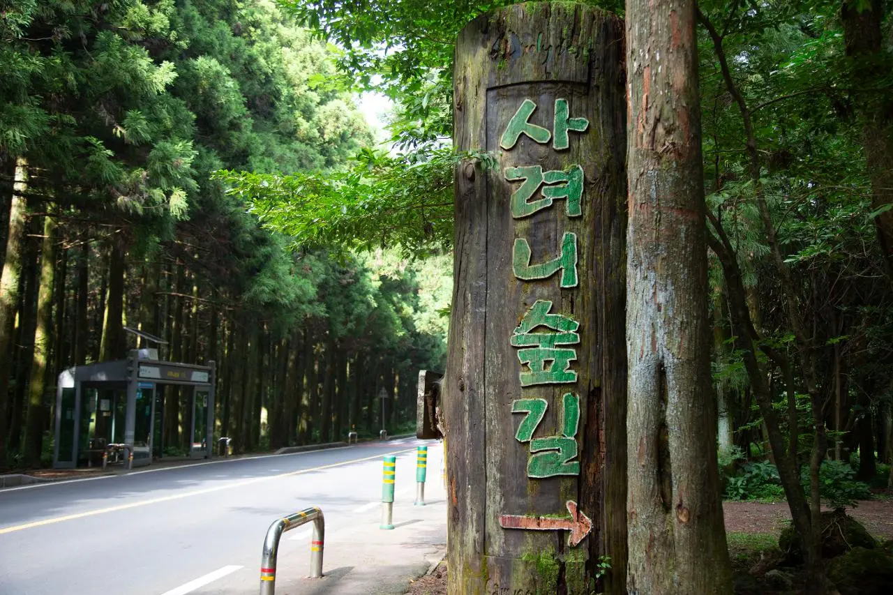 제주 사려니숲길 삼나무 숲 트레킹 코스 관련 사진(출처: 제주관광공사 홈페이지)