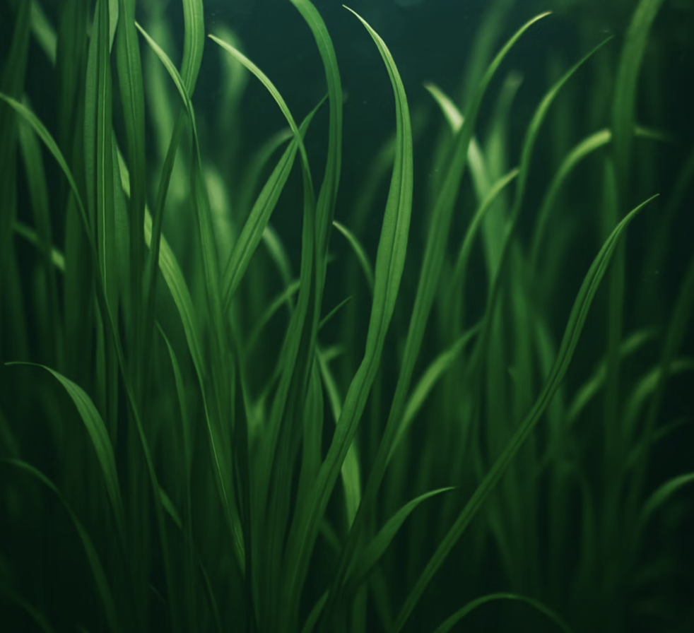 초보자의 희망&amp;#44; 살아있는 배경화면