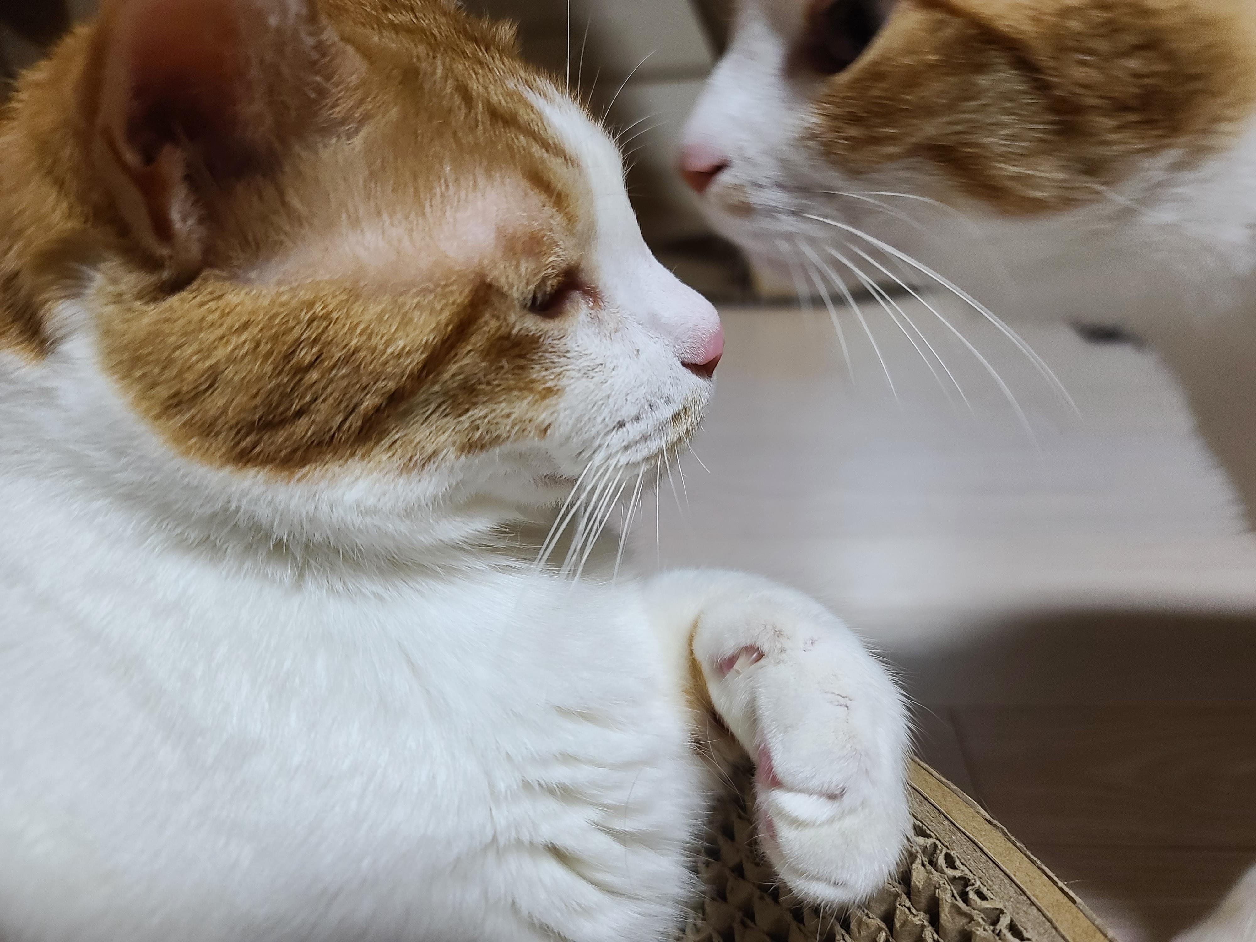 호야 형아가 그루밍 해주면 막둥이 삐용이는....