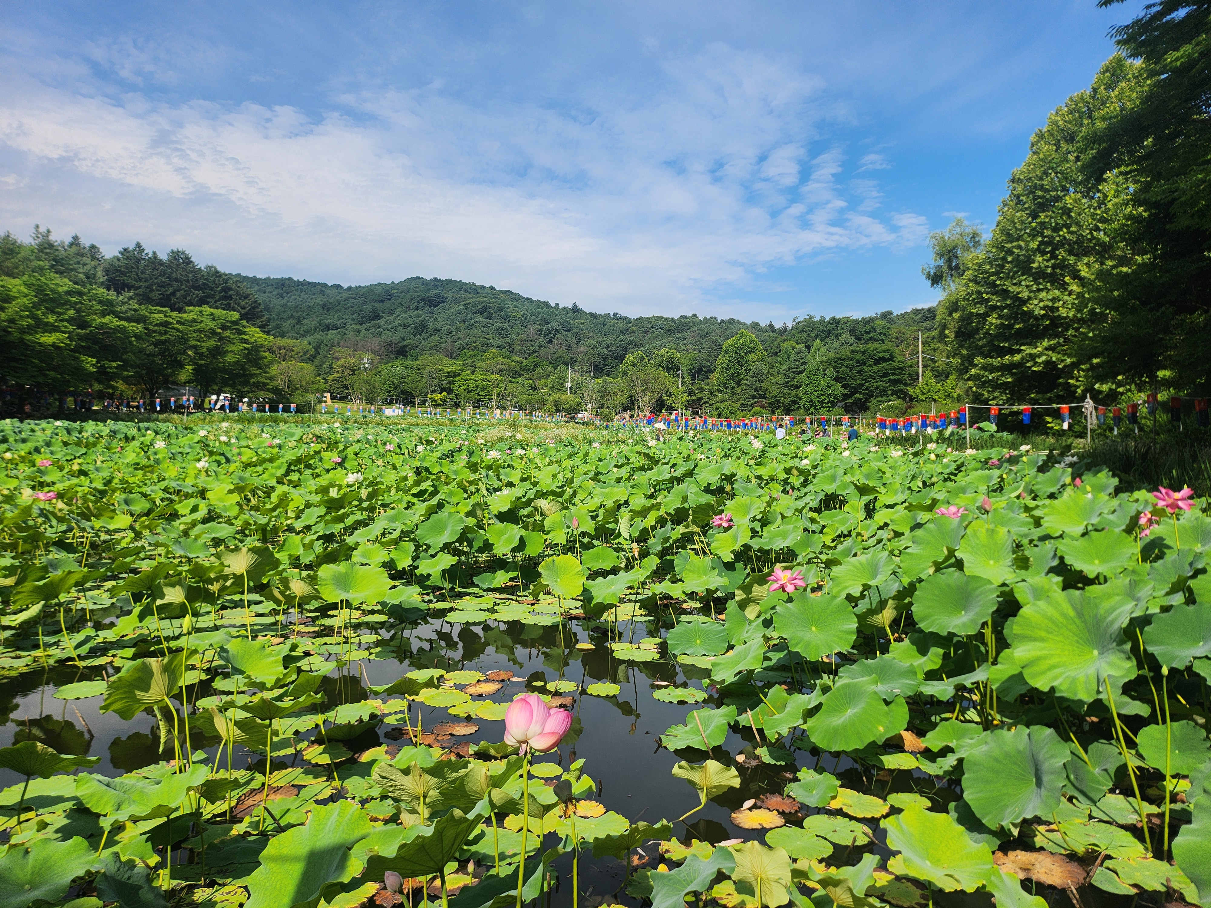 봉선사 연꽃 구경