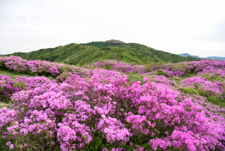 지리산 바래봉 철쭉