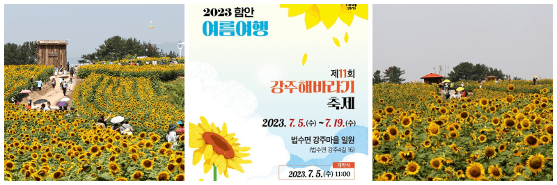 강주해바라기축제 사진 3개