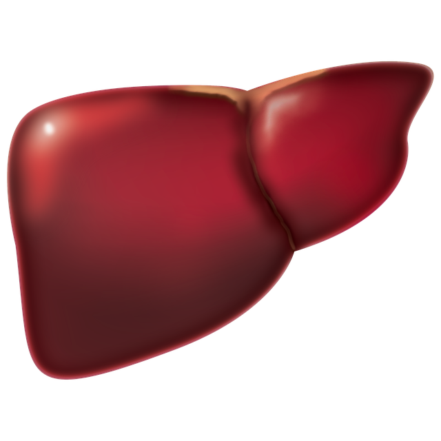 간수치높은 이유와간수치 정상범위