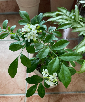 식물은 과습 상태가 위험하다