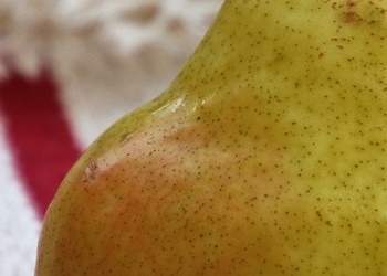 빈대 살충제 농작물 잔류