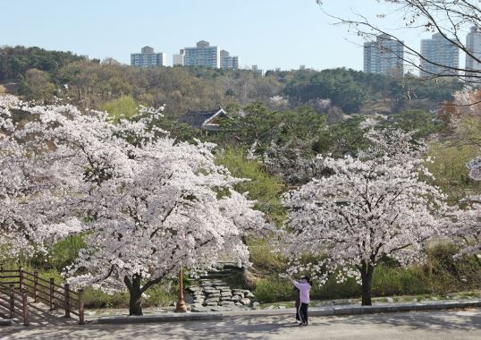 분당 벚꽃