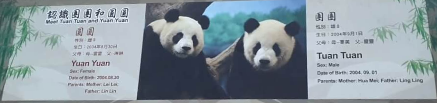 대만 판다_투안투안&amp;위안위안